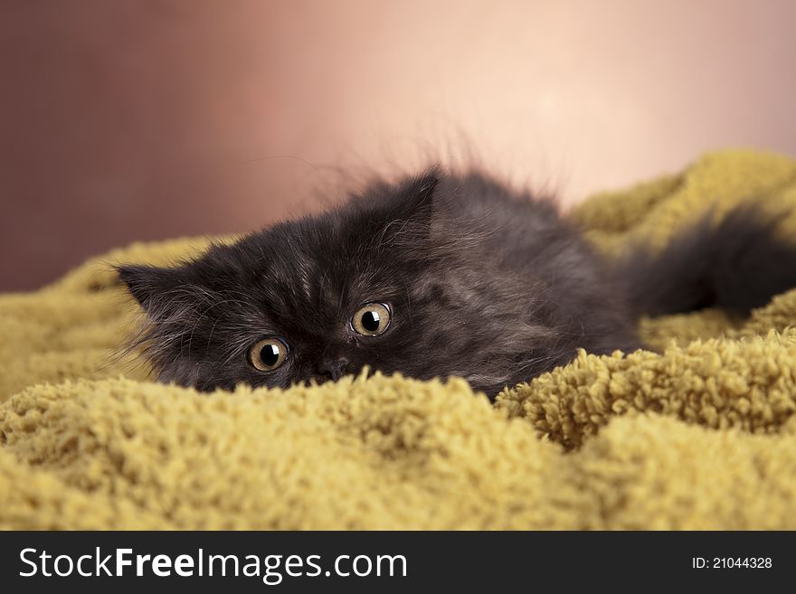 Young, longhair british grey cat. Studio shots. Young, longhair british grey cat. Studio shots