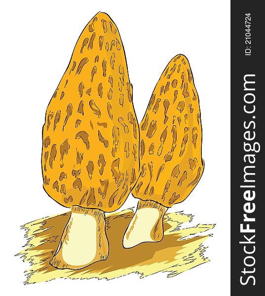 Morel belongs to the group of poisonous mushrooms. Vector illustration of a format EPS. Morel belongs to the group of poisonous mushrooms. Vector illustration of a format EPS.