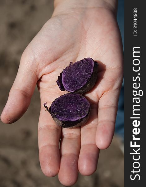 Purple potato in a hand