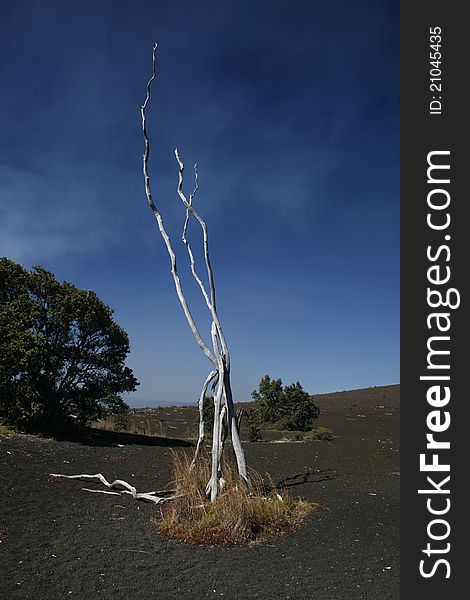 Remains of a tree at Volcano National Park , Big Island , Hawaii. Remains of a tree at Volcano National Park , Big Island , Hawaii