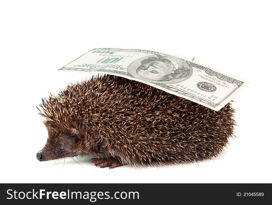 Hedgehog of dollars on a white background