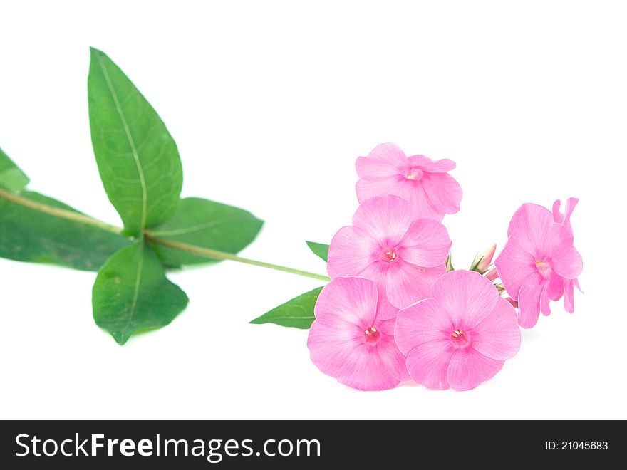 Phlox flowers on a white background
