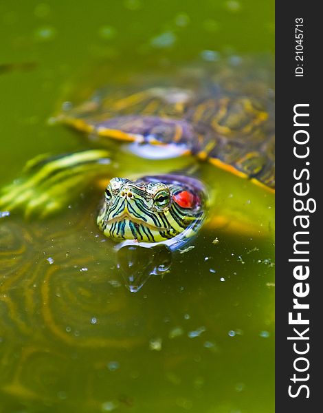 A very colourful Mexican red eared turtle warms up at the surface of a shallow pond in Mexico. A very colourful Mexican red eared turtle warms up at the surface of a shallow pond in Mexico.