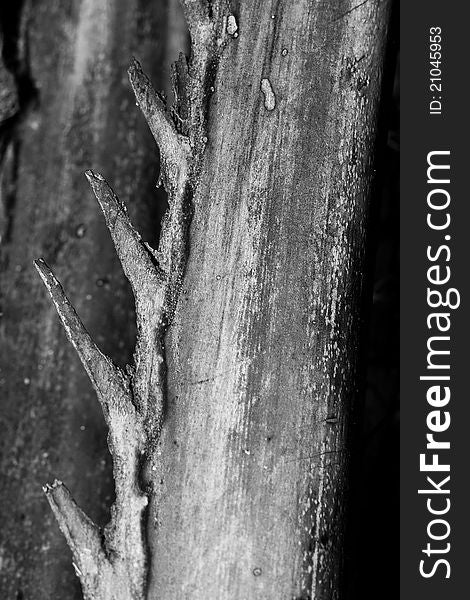 Spikey Palm Frond in Black and White. Spikey Palm Frond in Black and White