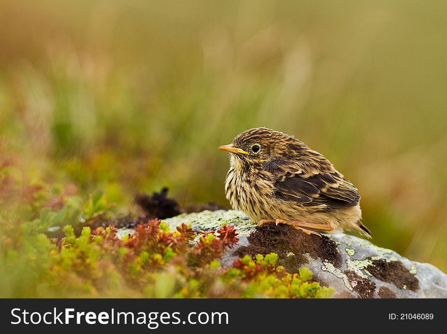 An young Meadow Pipit from Norway