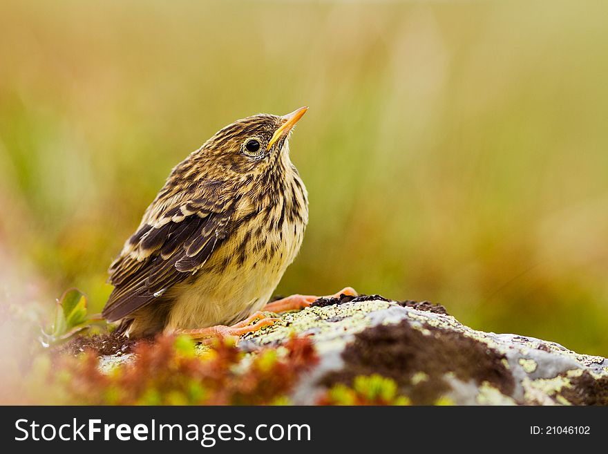 An young Meadow Pipit from Norway