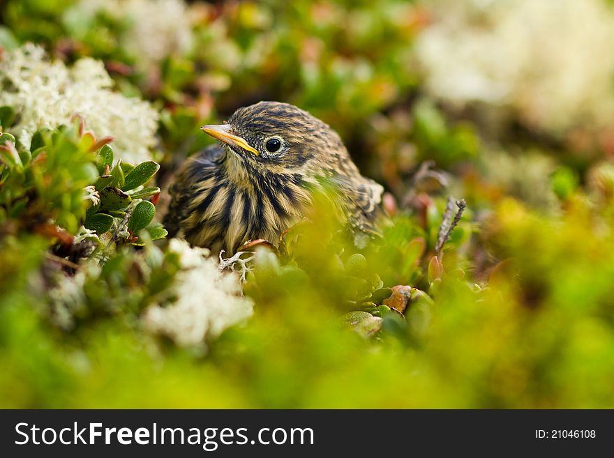 An young Meadow Pipit from Norway