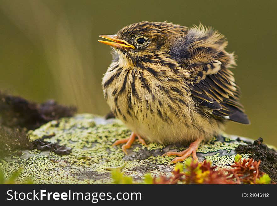 An young Meadow Pipit from Norway