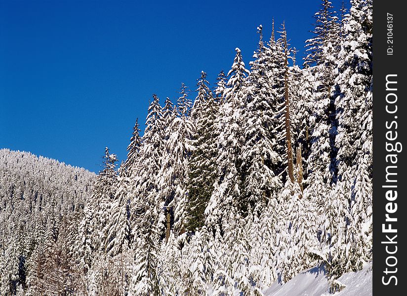 Mountain forest with snow