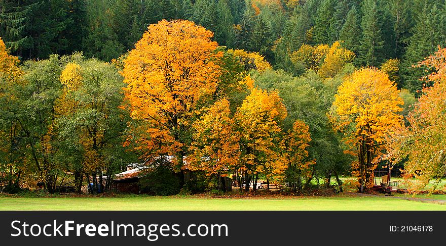 The tree leap into a colorful display of yellow and orange foliage. The colors are amazing. The tree leap into a colorful display of yellow and orange foliage. The colors are amazing.