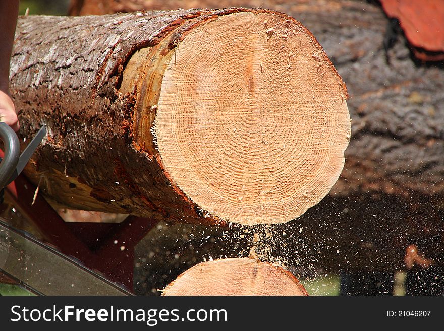 A chain saw slices through the last layer of wood revealing circles in the log. The tree gets a new circle or ring each year. A chain saw slices through the last layer of wood revealing circles in the log. The tree gets a new circle or ring each year.