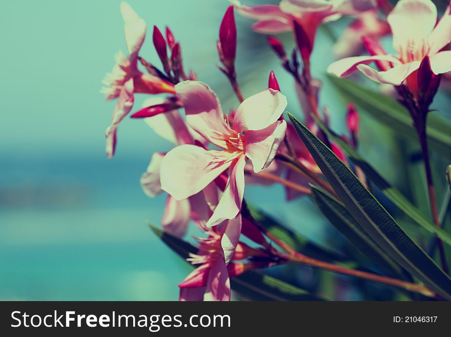 Abstract Summer Flower Background