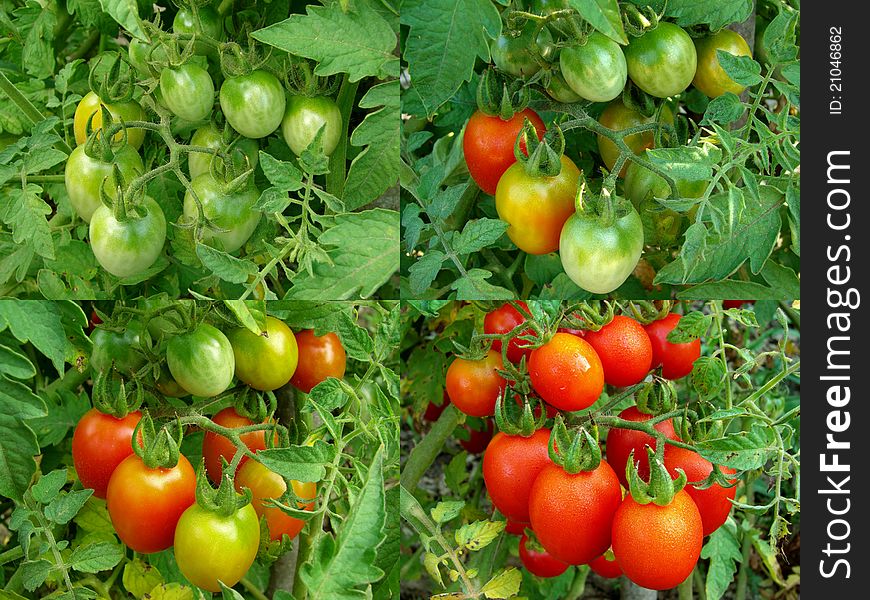 Four stages of tomatoes ripening collection