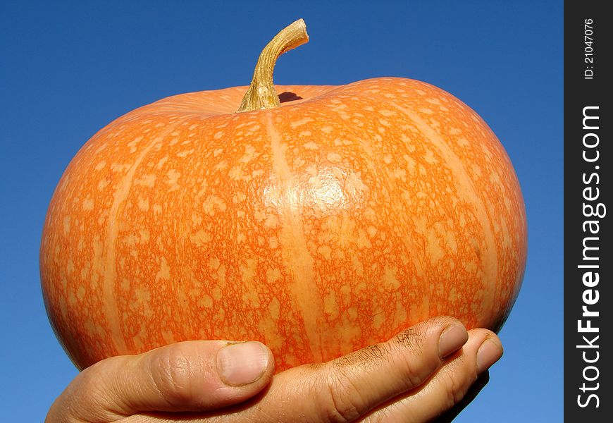 Small orange pumpkin on the palm. Small orange pumpkin on the palm