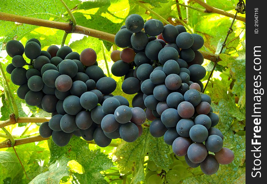 Two ripening grape clusters on the vine. Two ripening grape clusters on the vine