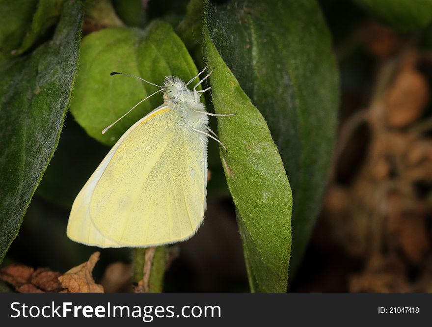A whitish yellow furry Pieris Brassicae butterfly resting on a green leaf with it's scaly wings closed. Shallow depth of field with background blur. A whitish yellow furry Pieris Brassicae butterfly resting on a green leaf with it's scaly wings closed. Shallow depth of field with background blur.