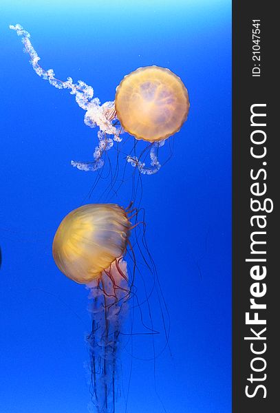 Jellyfish at Ocean Park Aquarium