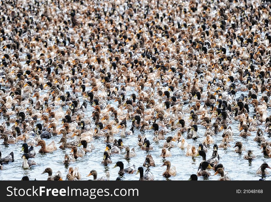 Flock of wild ducks floating on the water