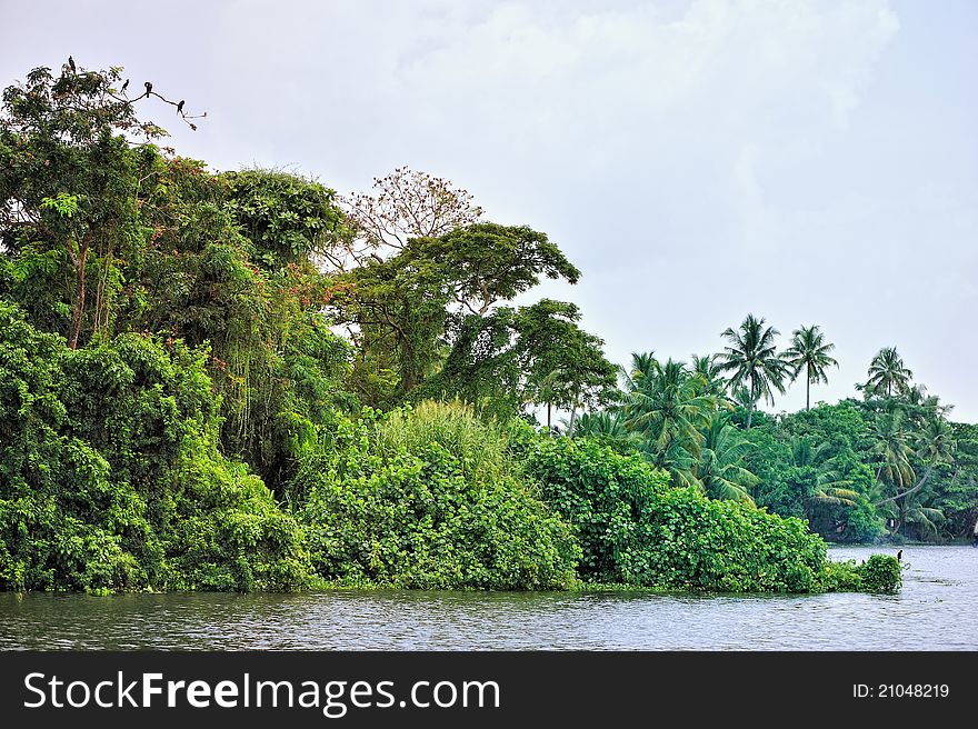 Thickets of tropical trees on the shore of an lagoon. Thickets of tropical trees on the shore of an lagoon