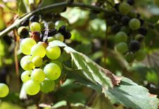 Bunch Of Green Grapes With Dried Leaves Royalty Free Stock Photography Bunch Of Green Grapes With Dried Leaves Royalty Free Stock Photography
