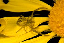 Spider On Yellow Flower Royalty Free Stock Image Spider On Yellow Flower Royalty Free Stock Image
