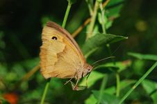 Light Brown Butterfly Royalty Free Stock Images