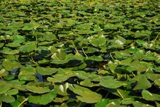 Danube Delta Lilies Stock Photos Danube Delta Lilies Stock Photos