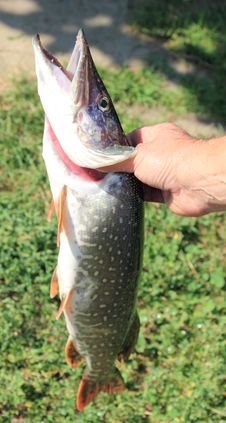 а Pike In а Hand Of A Fisherman Royalty Free Stock Photos а Pike In а Hand Of A Fisherman Royalty Free Stock Photos