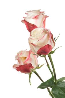 White Roses On White Royalty Free Stock Images White Roses On White Royalty Free Stock Images