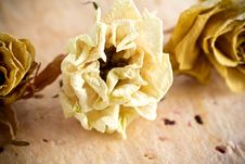Dried Roses. Royalty Free Stock Images