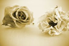 Dried Roses. Stock Photos