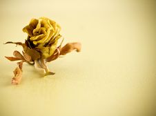 Dried Rose. Stock Image