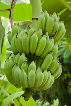 Young Fresh Bananas In Farm Royalty Free Stock Photos Young Fresh Bananas In Farm Royalty Free Stock Photos