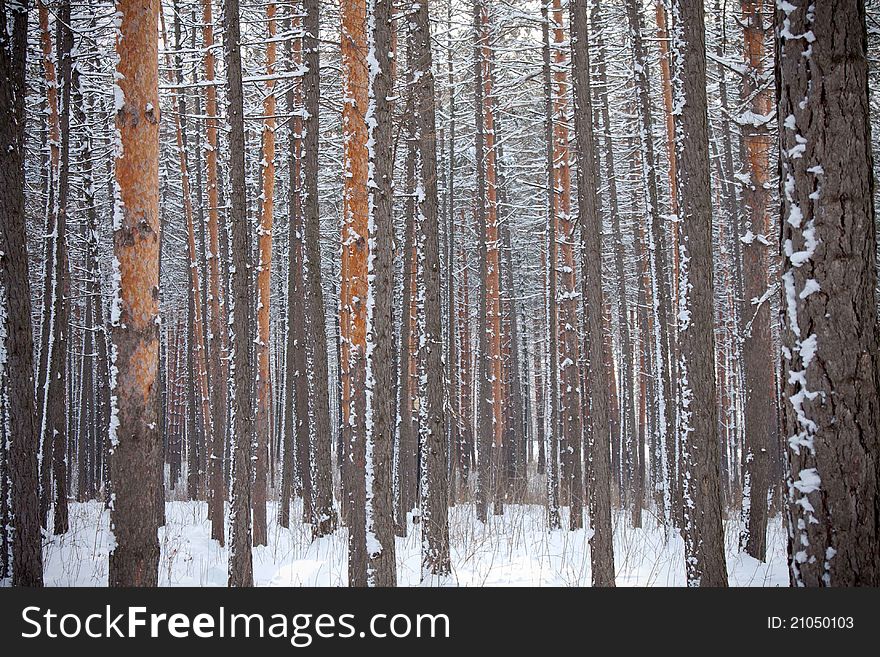 High pine trees at winter. High pine trees at winter