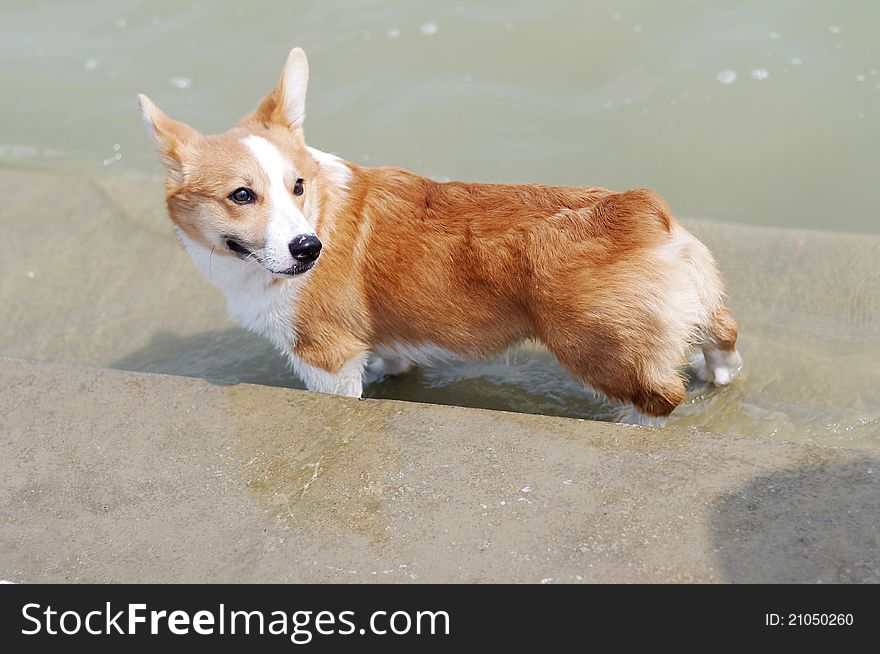 Welsh corgi in the park. Welsh corgi in the park