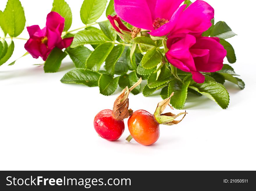 Fruits And Flowers Hips