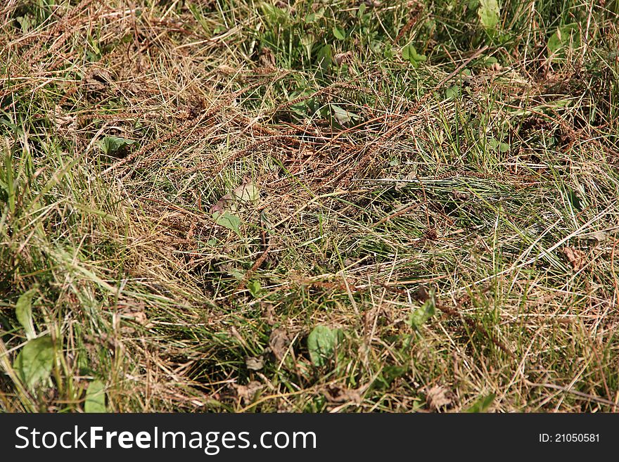 The photo of old grass which may be used as a background. The photo of old grass which may be used as a background