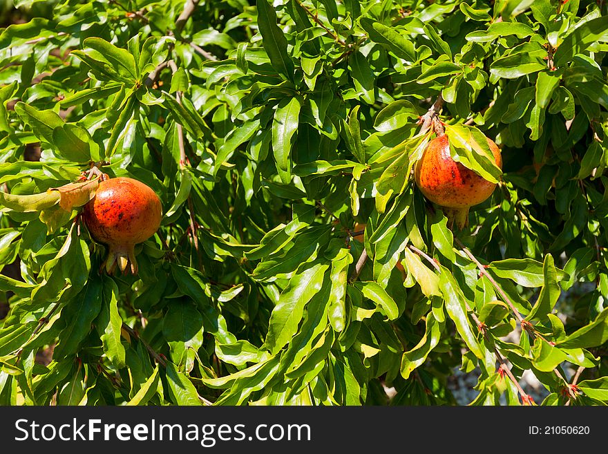 Ripe pomegranates on the tree.