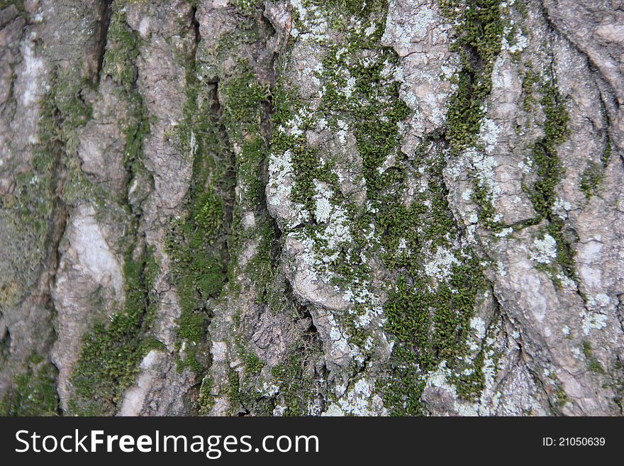 Texture of a pine bark and moss