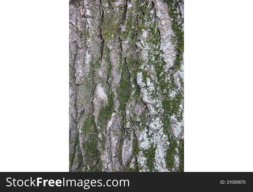 Texture of bark and moss