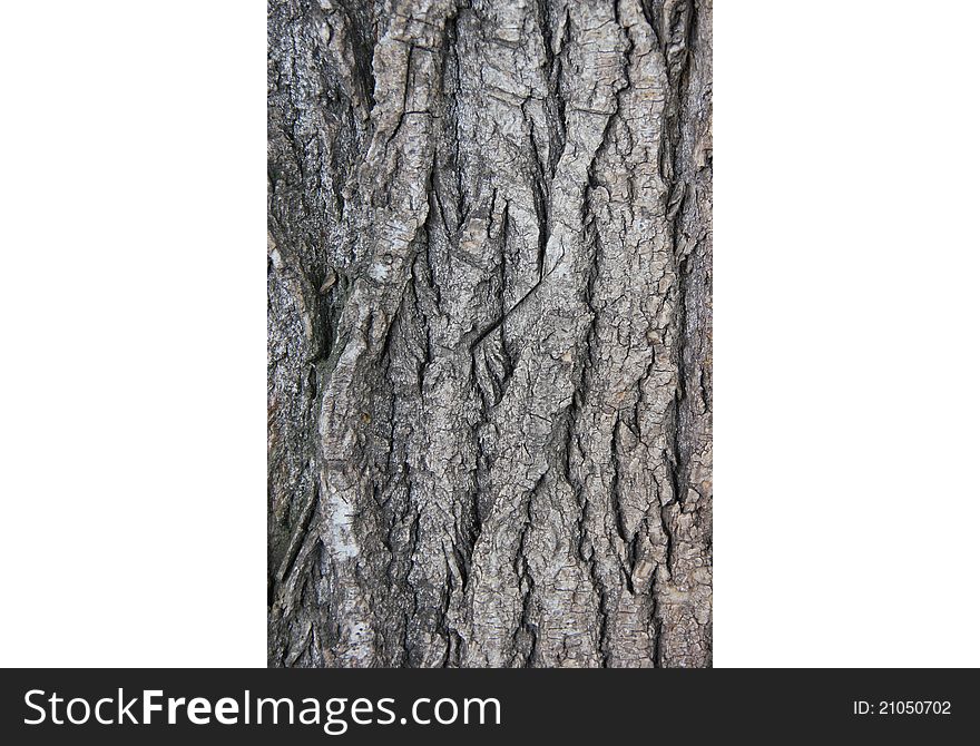 Tree bark detail suitable for backgrounds