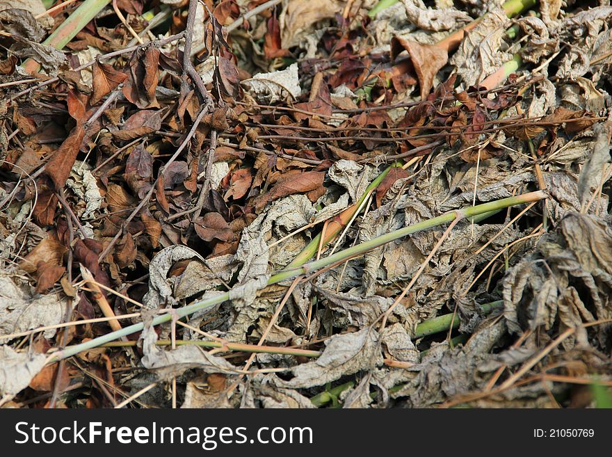 The photo of old grass which may be used as a background. The photo of old grass which may be used as a background