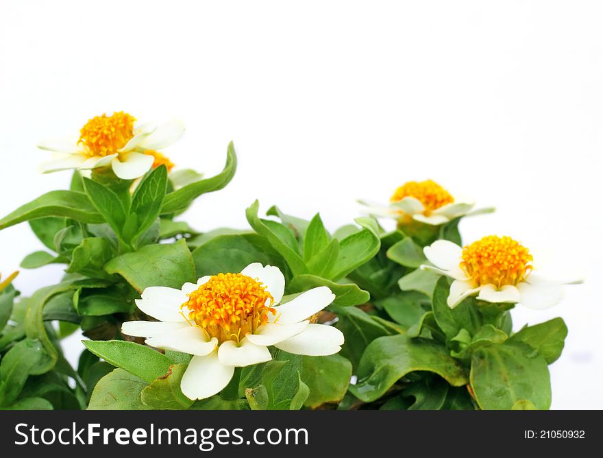 Beautiful, colorful zinnia flowers on white background