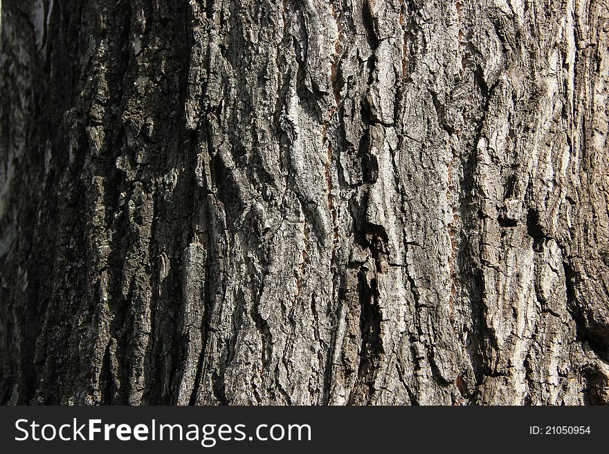 Tree bark