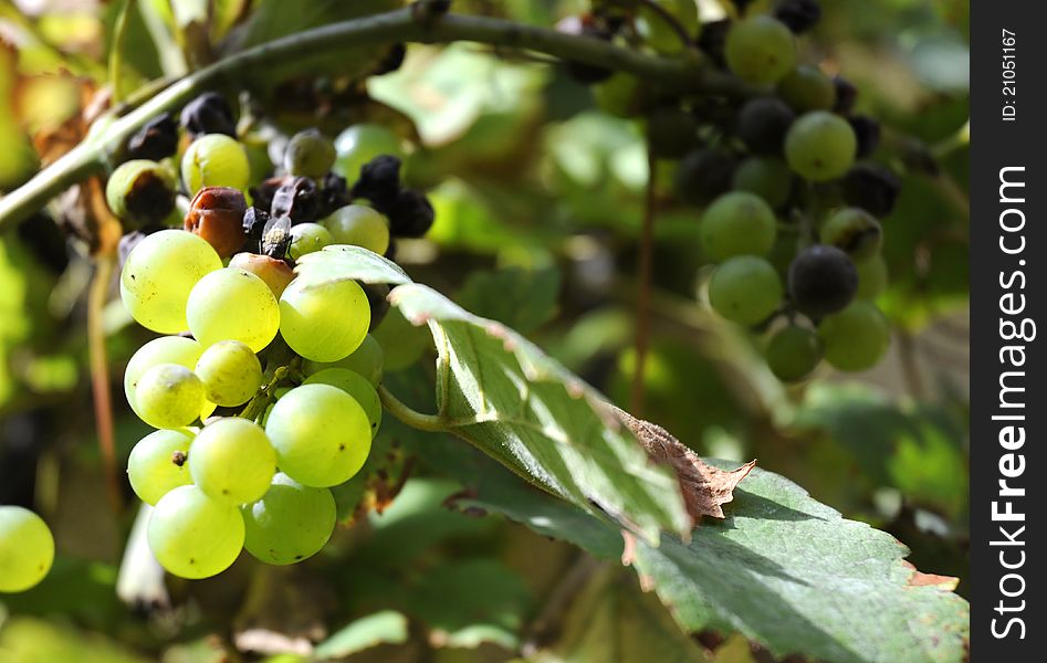 Bunch of green grapes with dried leaves in garden