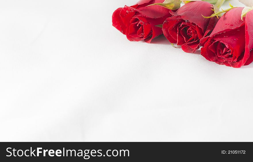 3 Roses on the corner isolated with background