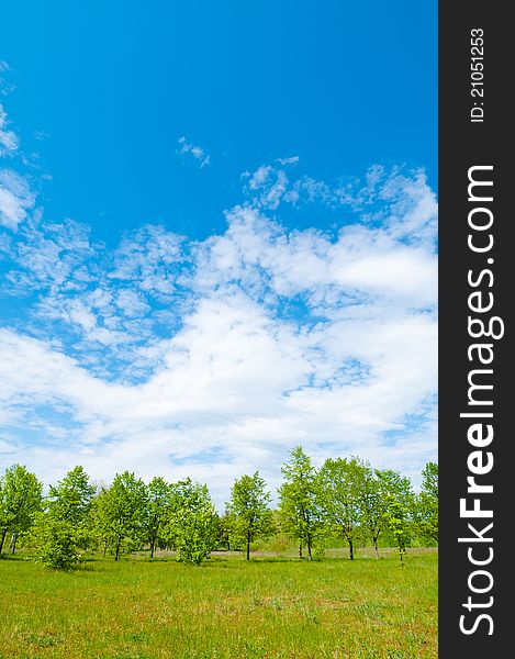 Summer meadow with lush grass and bright sky