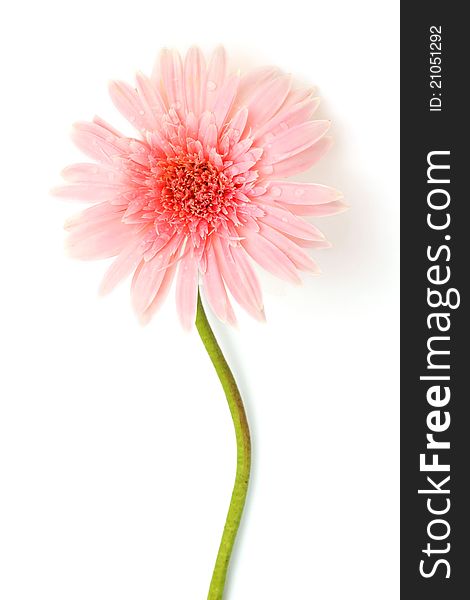 Pink gerbera flower on stem. Isolated on white