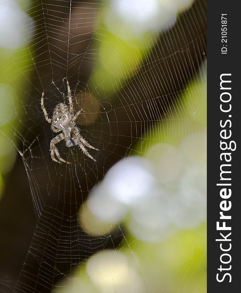 Spider and spiderweb against foliage