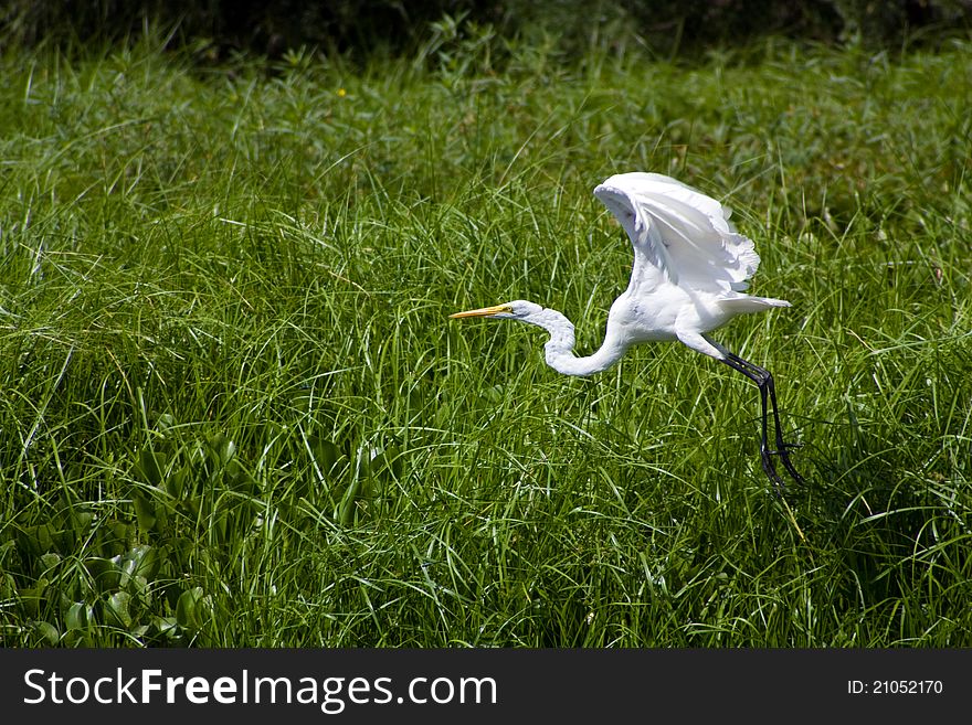 This photo was taken in the southern region of Louisiana. This egret was taking flight as I approached it.